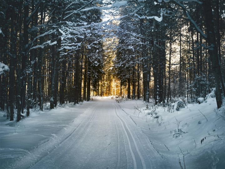 A winter forest with snow. Photograph from Pexels by Simon Berger.